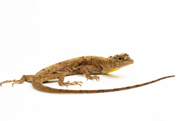 istock Flying dragon or flying lizard  Draco volans on white background 1530124606