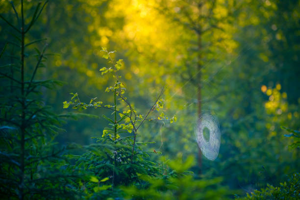 Sunlit Serenity: Majestic Summer Scenery in the Temperate Forest in Northern Europe