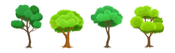 Vector illustration of Tree as Perennial Plant with Trunk, Branches and Leaves Vector Illustration Set