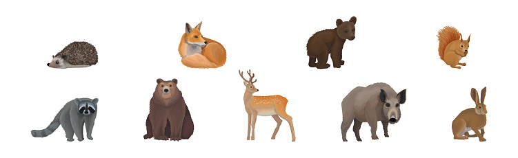 Forest Animal and Habitant with Raccoon, Deer, Bear and Boar Vector Set. Woodland Fauna and Wild Mammals Concept
