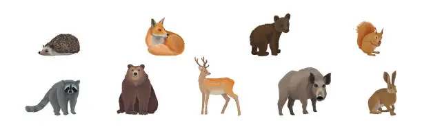 Vector illustration of Forest Animal and Habitant with Raccoon, Deer, Bear and Boar Vector Set