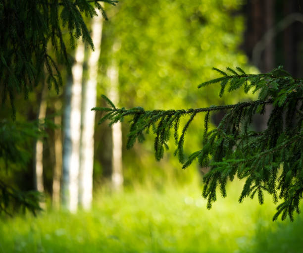 Sunlit Serenity: Majestic Summer Scenery in the Temperate Forest in Northern Europe