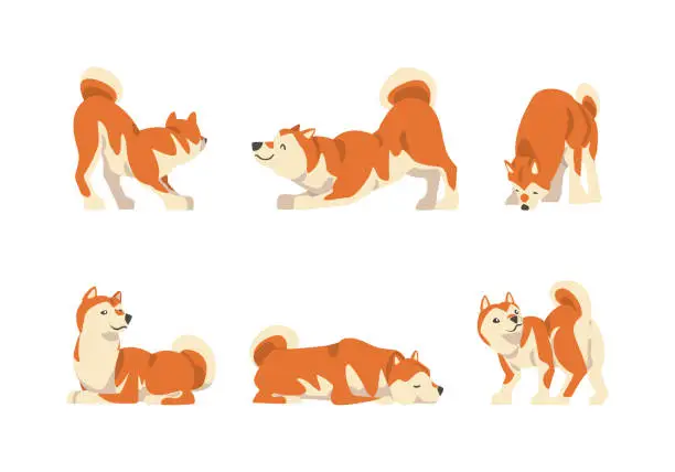 Vector illustration of Shiba Inu as Japanese Breed of Hunting Dog with Prick Ears and Curled Tail in Different Poses Vector Set