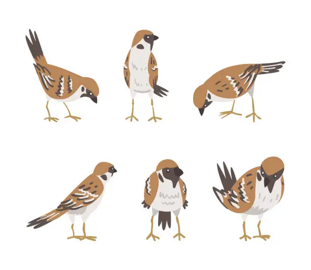 Vector illustration of Sparrow as Brown and Grey Small Passerine Bird with Short Tail Vector Set