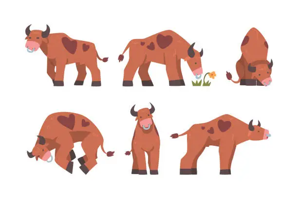 Vector illustration of Bull with Horns and Ring in the Nose as Domestic Cattle with Hoof in Different Pose Vector Set