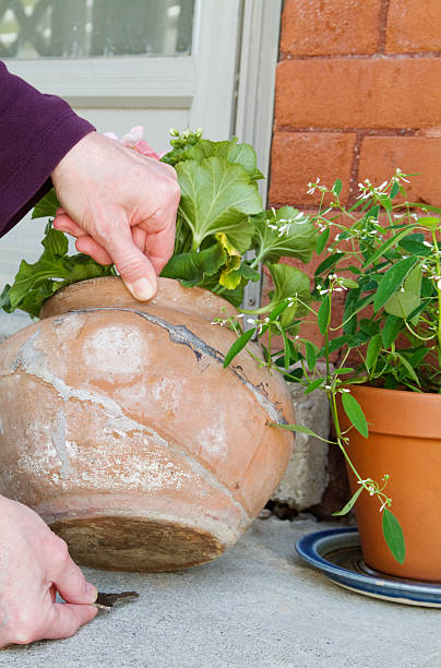 Putting the key under a flowerpot. stock photo