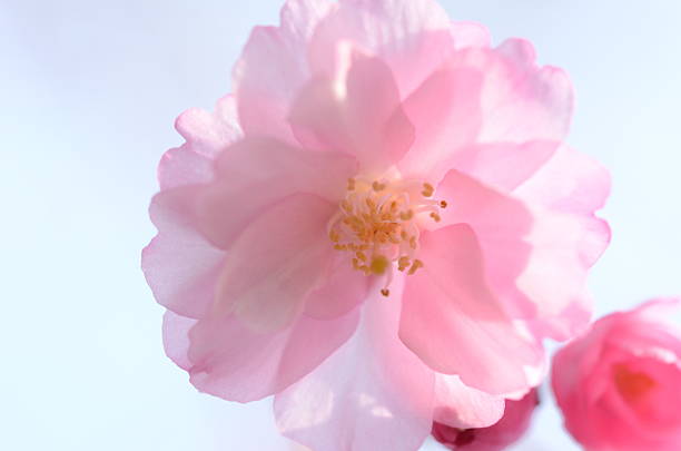 Close up of pink cherry blossoms stock photo