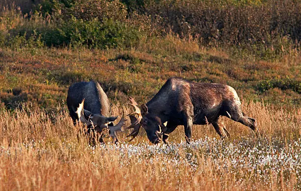 Photo of Bull Moose Sparring
