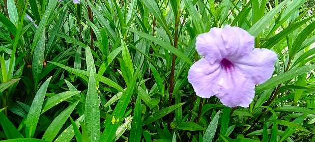 A purple flower in the garden