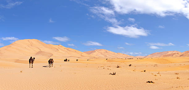 istock Some camels in the 
