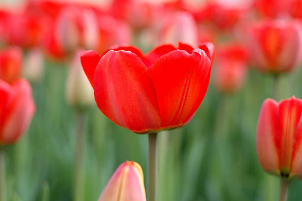 Red tulip flowers. stock photo
