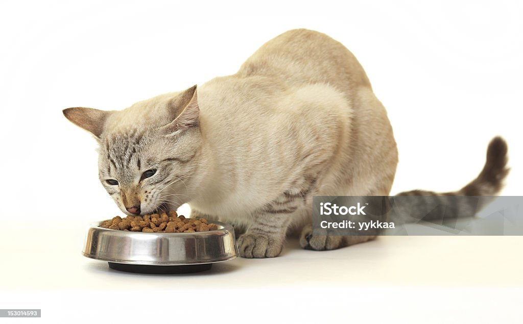 Gatto mangiare cibo secco. - Foto stock royalty-free di Affamato