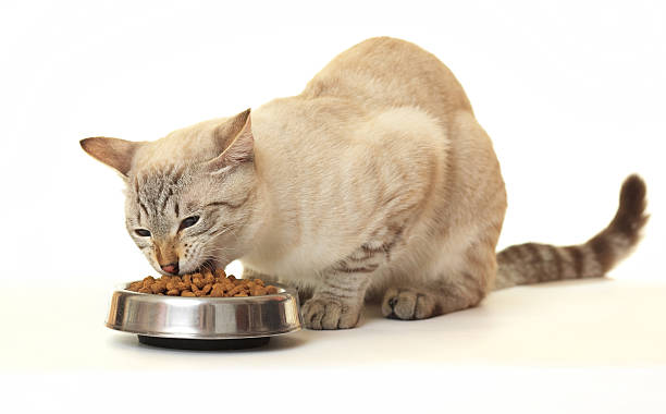 istock Cat eat dry food. 153014593
