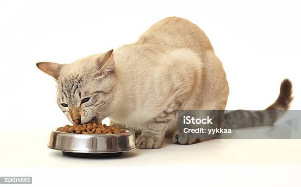 Comer Comida De Gato Seco - Fotografias de stock e mais imagens de Alimentar - Alimentar, Animal, Comida