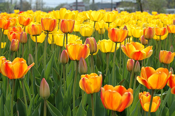 Yellow-red tulip flowers. stock photo