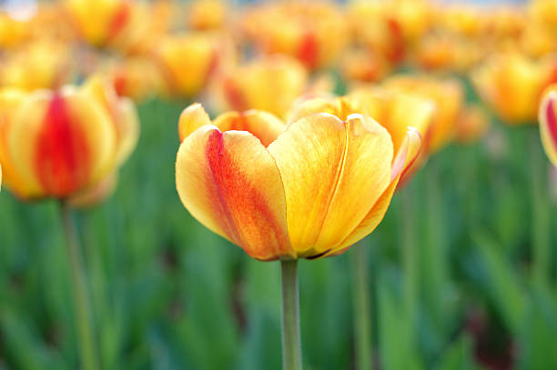 Yellow-red tulip flowers. stock photo