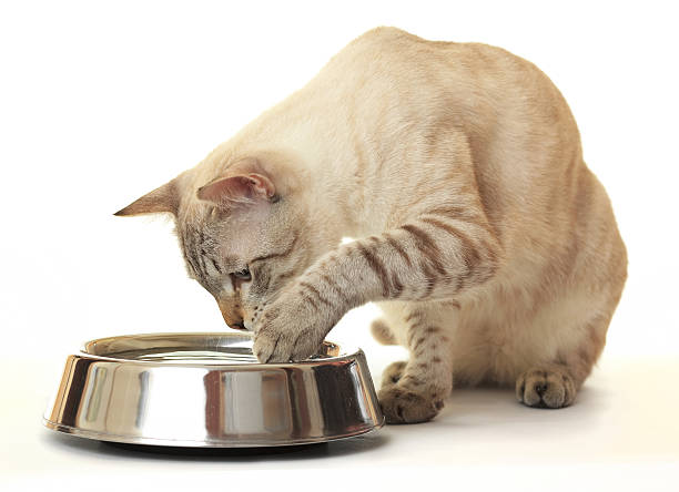 istock Cat washes feet in water. 153014721