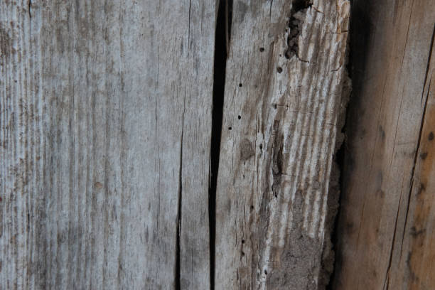 istock Rustic Charm: Weathered Wooden Shed Amidst Serene Garden 1530147776