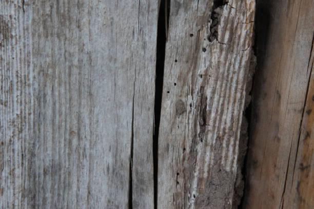 istock Rustic Charm: Weathered Wooden Shed Amidst Serene Garden 1530147786