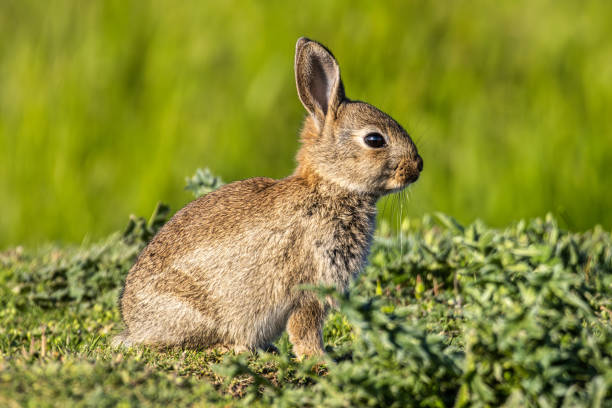 A Mountain Hare (Lepus timidus) rests among Heather in Speyside, in the Scottish highlands