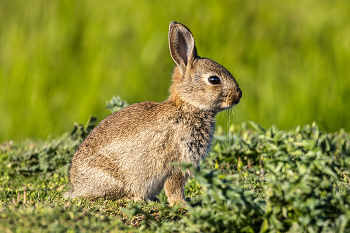 European rabbit, Common rabbit, Bunny, Oryctolagus cuniculus sitting on a meadow at Munich Panzerwiese