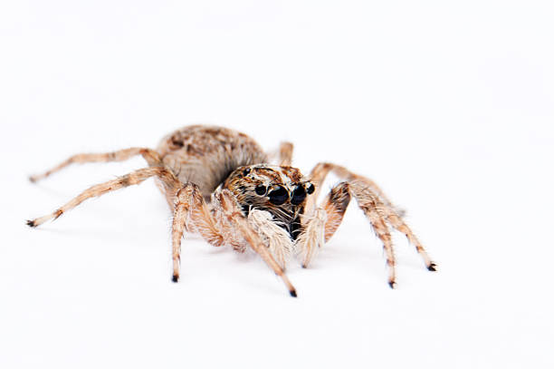 Spider on white background. Spider on white background. Front-side view. jumping spider photos stock pictures, royalty-free photos & images