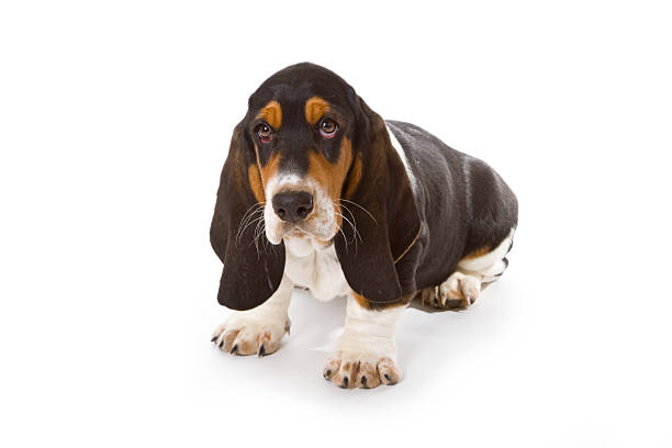 istock Cute basset puppy 153015101