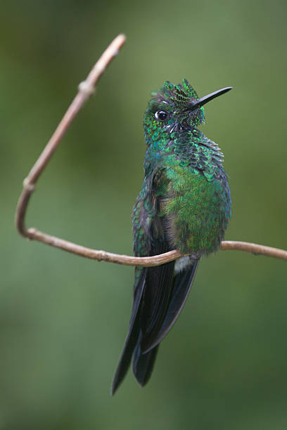 istock Green-crowned brilliant hummingbird 153015173