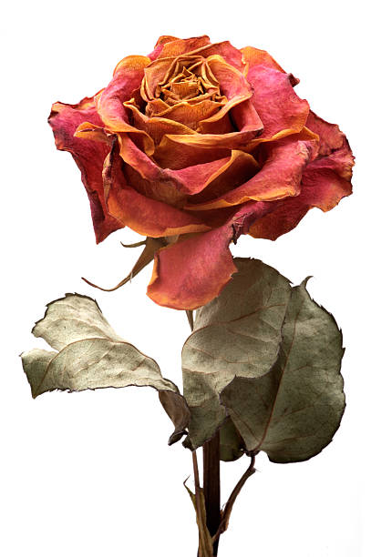 istock Single dry rose on a white background, isolated 153015343