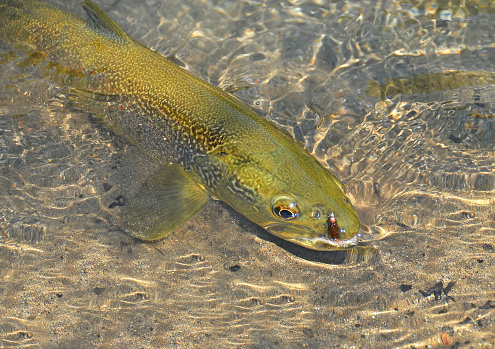 A large and beautiful wild marble trout (trutta marmorata) caught on a beaded nymph (shown)