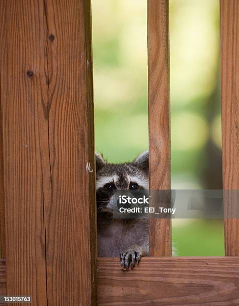 Cute Raccoon Looking Through A Wooden Door Stock Photo - Download Image Now - Fence, Pest, Animal