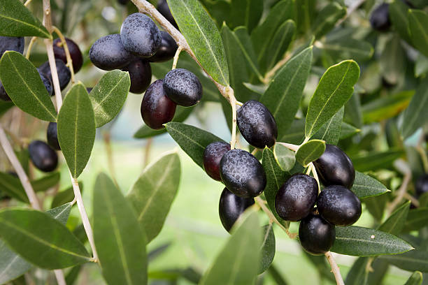 istock Italian Olives Fruit on the Tree 153015845