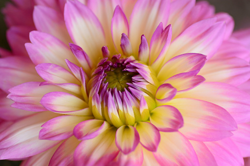 horticulture: Single Dahlia (Dahlstar)  two-tone flower head in full bloom. Macro and full frame.