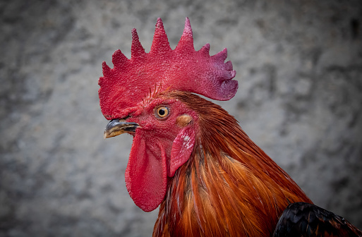 close-up of a beautiful rooster