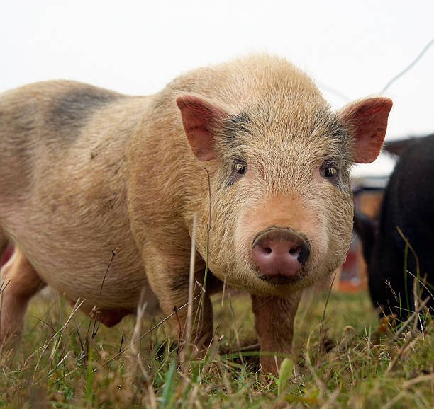 istock pig on the farm 153016211