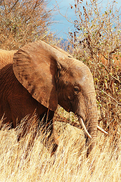 Red elephant in natural habitat, Kenya wildlife park stock photo