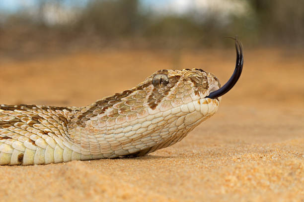 Puff adder Close-up of a puff adder (Bitis arietans) snake with flicking tongue puff adder bitis arietans stock pictures, royalty-free photos & images