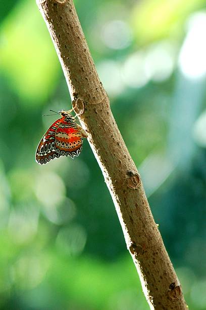 borboleta em ramos da árvore - kvan imagens e fotografias de stock