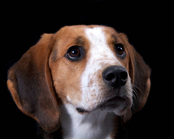 istock Coon Hound Close Up of Face 153016301