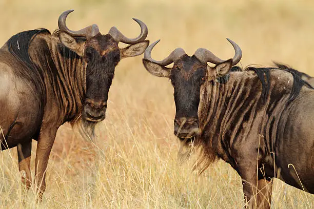 Wildebeest in the grasslands of the Serengeti National Park, Tanzania, East Africa