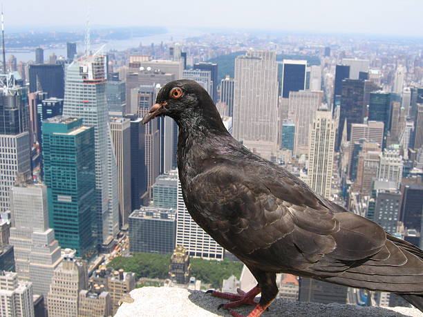 istock Dove and Manhatten 153016890