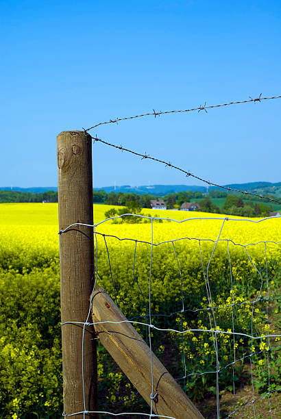 istock Fence corner in front of a rapeseed field 153017017