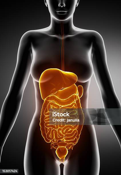 Femmina Organi Addominali Vista Anteriore - Fotografie stock e altre immagini di Addome - Addome, Addome umano, Anatomia umana