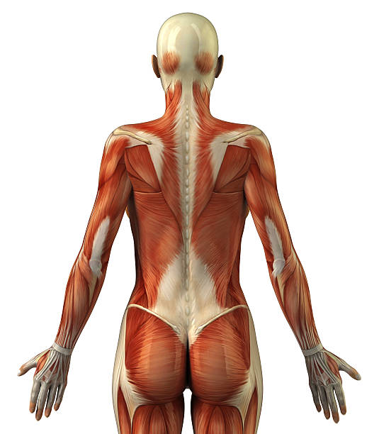 anatomie du système musculaire femme - shirtless human spine back human hand photos et images de collection