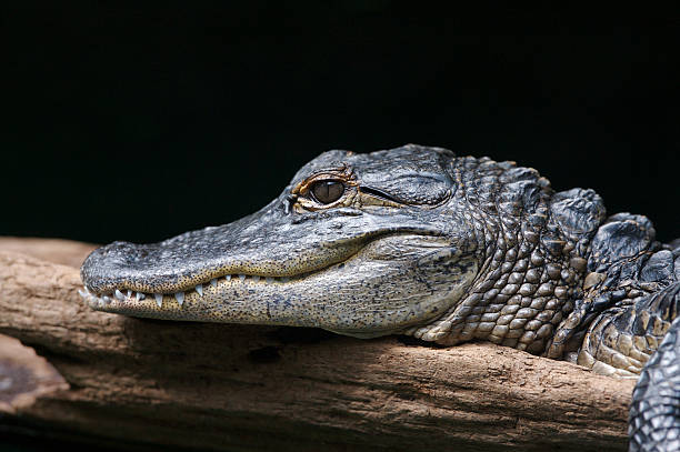 istock Cuvier’s Dwarf Caiman headshot resting on limb 153017668