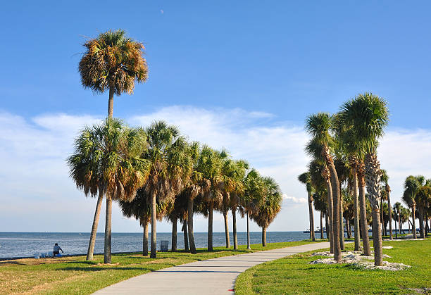 istock Beach Palm Trees in Florida. 153017709