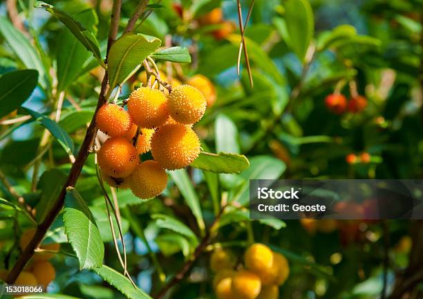 Arbutus Stock Photo - Download Image Now - Branch - Plant Part, Fruit, Horizontal