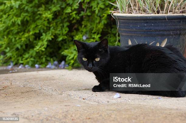 Foto de Gato Pretocrouching No Pátio Ao Ar Livre e mais fotos de stock de Animal de estimação - Animal de estimação, Cor Preta, Exterior