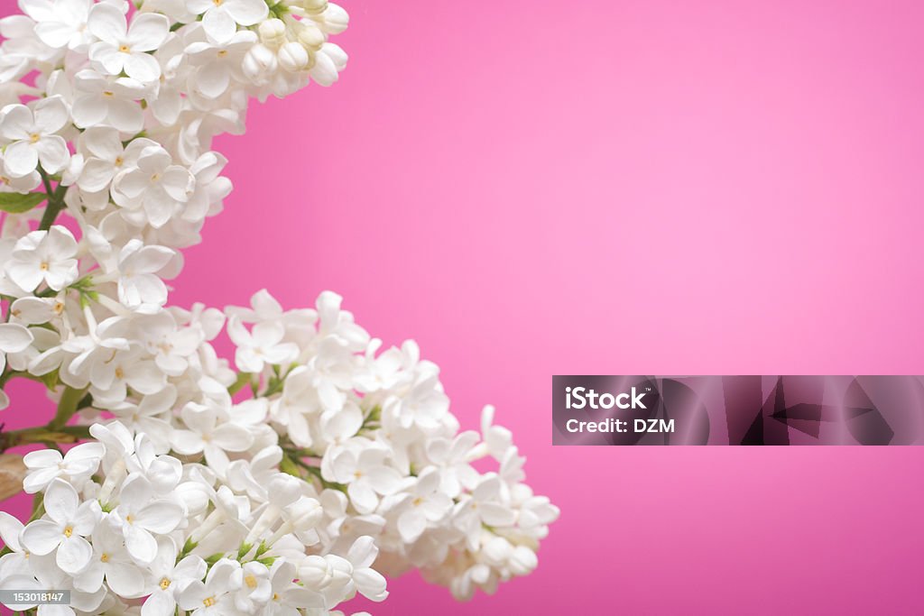 Lilac flower Pink background wiht white lilac Backgrounds Stock Photo