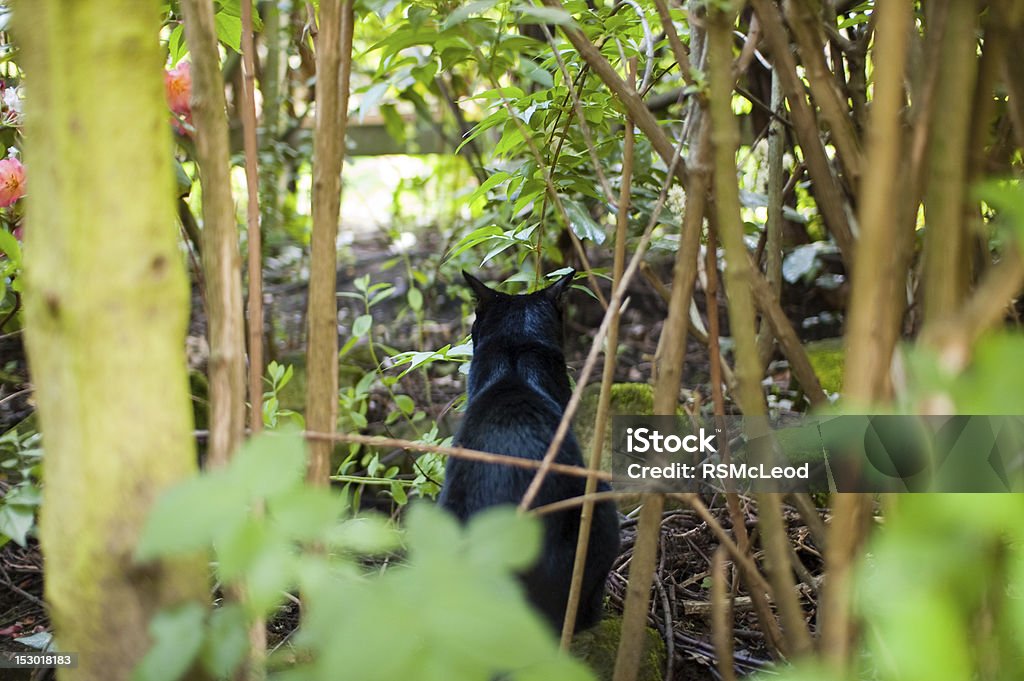 블랙 자본가 고밀도 가든 shrubbery 등 꺼졌습니다 - 로열티 프리 검은색 스톡 사진